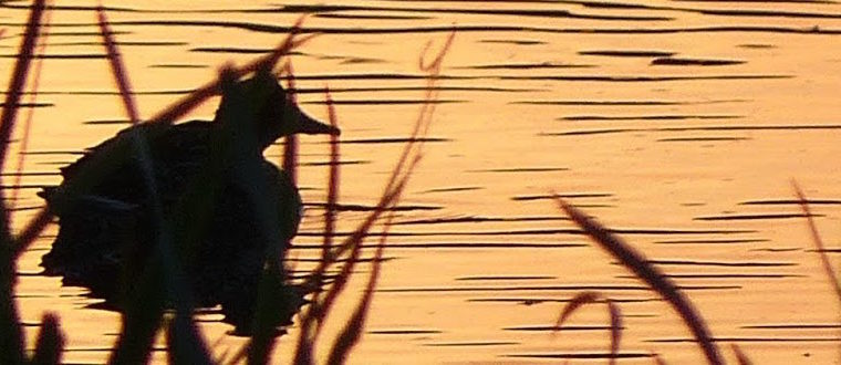 “Black with Duck”