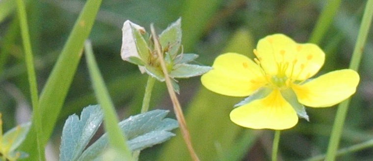 Changing Flora on the Moss