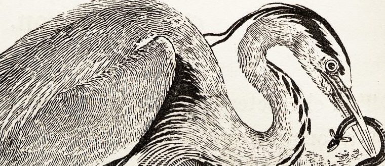 John Lucas and Nature